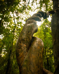 Twisted vine/root growing in the jungles of panama.