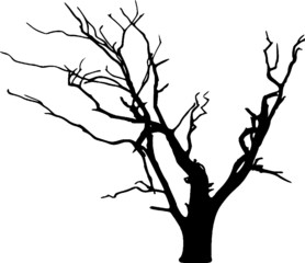 Bare Tree Silhouette