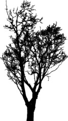 Bare Tree Silhouette