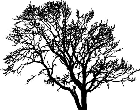 Bare Tree Silhouette