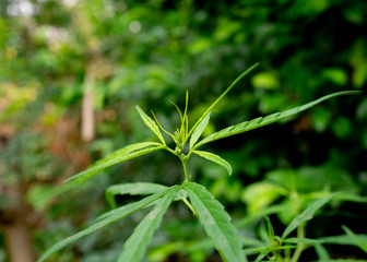 Young leaf close up of marijuana Medicinal plants for the treatment of diseases.