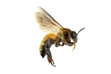 Poster Im Rahmen Goldene Honigbiene oder Biene auf dem weißen Hintergrund isoliert © isarescheewin