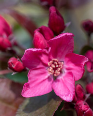 Blooming flowers of Malus × moerlandsii Liset