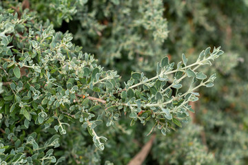 Silver twigs of the spiny saltbush