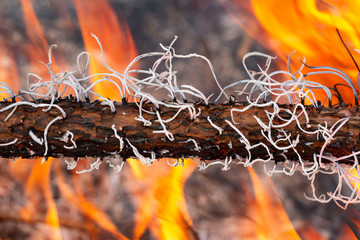 burning pine needles as background