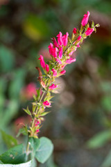 A twig of blooming Karwinskis sage
