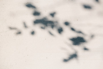 Shadow of leaves