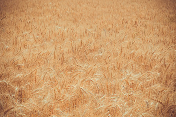 Golden Wheat Field at Sunset at a farm in Puebla Mexico
