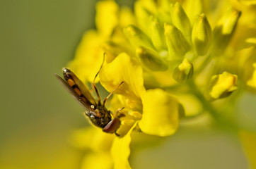 The fly sits on a green sheet.