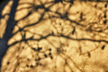 Dark shadow of an old tree on a wall as an abstract background.