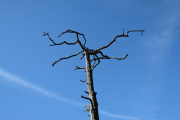 Weathered Tree - Wasserlochklamm - Styria - Austria