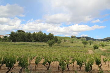 Fototapeta na wymiar Les vignes en Provence (Plan du Castellet)
