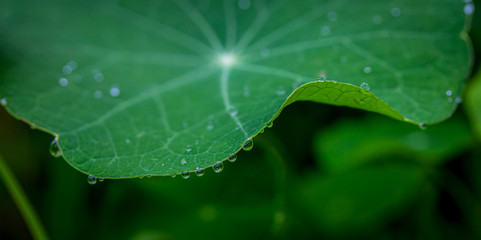 Close up macro of water droplets hanging on the edge of a nasturtium green leaf after rain
