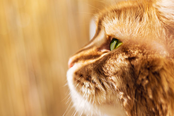 Maine Coon. Cat. Animal Photo. © Monika