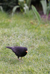 common blackbird (Turdus merula) on the lawn