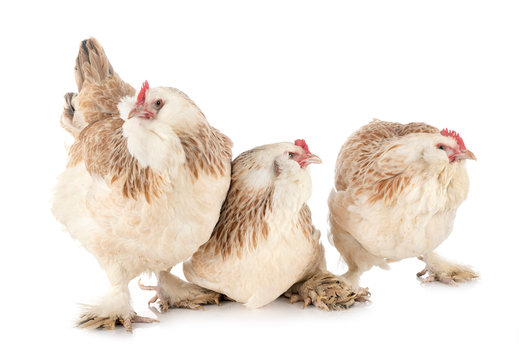 Faverolles chicken in studio