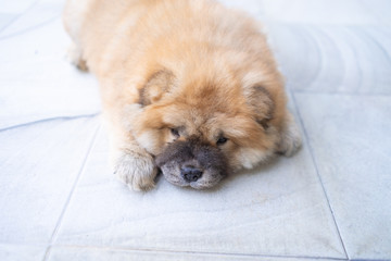 small dog puppy pet , cute little chow chow