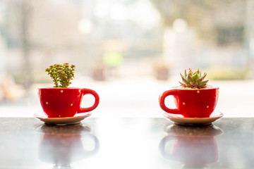 Various cactus and succulent plants in red cup.