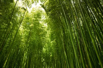 Gordijnen groen bamboebos © Byeongsu