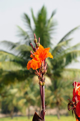 palme