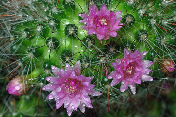 Kaktusblüten