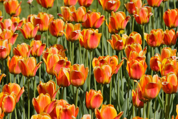 Field with orange tulips in spring in may in the city Park