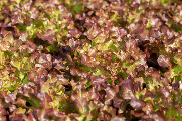 Fresh Red Oak lettuce leaves, Salads vegetable hydroponics farm