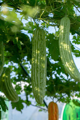 Bitter melon, Bitter gourd or Bitter squash hanging plants in a farm