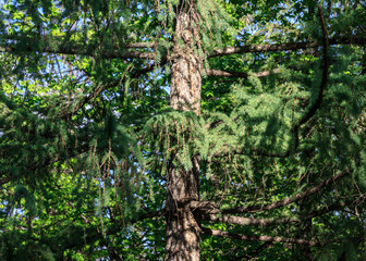 Green branches and trunk of a pine tree with long needles in spring in may against the blue sky