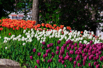 Field with white, orange and purple tulips in the spring in may in the city Park