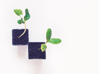 The seedling of the plant is in a container for growing and is ready for planting outside. Arbor day concept. White background. Copy space. Flat lay. Top view.