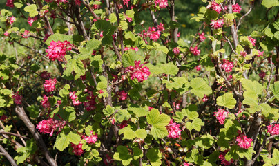 Blut-Johannisbeere (Ribes sanguineum). Rote Blume, dekorativer und pflegeleichter Frühlingsblüher für den Ziergarten
