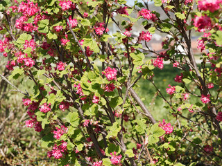 (Ribes sanguineum) Blut-Johannisbeere. Blütentrauben im April