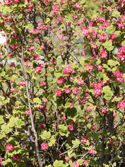 (Ribes sanguineum) Blut-Johannisbeere mit langen rosa bis rotfarben blütentraube und grünes rundlich Blatt im Frühjahr
