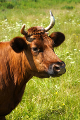 Portrait of a red-haired cow. A cow grazes in a summer meadow. Head and horn of cow, close up.