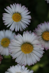 Obraz premium bellis stokrotka