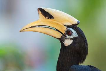 Oriental Pied-hornbill - Anthracoceros albirostris, small beautiful hornbill from Southeast Asian forests and woodlands, Pangkor island, Malaysia.