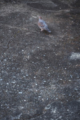 鳩とコンクリート