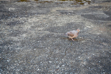 鳩とコンクリート