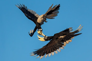 Oriental Pied-hornbill - Anthracoceros albirostris, small beautiful hornbill from Southeast Asian forests and woodlands, Pangkor island, Malaysia.