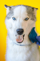 Nursing specialist cleans the wool of a Husky breed dog with a comb isolated on orange background