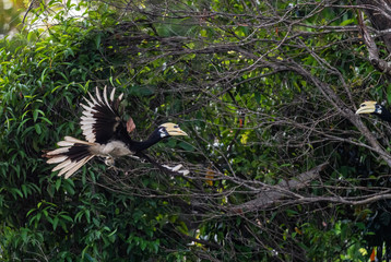 Oriental Pied-hornbill - Anthracoceros albirostris, small beautiful hornbill from Southeast Asian forests and woodlands, Pangkor island, Malaysia.