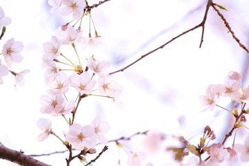 桜の繊細な花びら