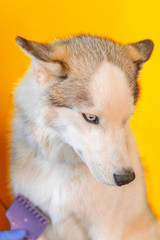Nursing specialist cleans the wool of a Husky breed dog with a comb isolated on orange background