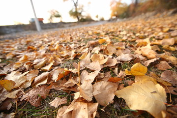 Background of colorful autumn leaves on forest floor . Abstract autumn leaves in autumn suitable as background . Autumn leaves on a meadow . Yellow leaves on the floor .