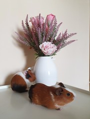 guinea pig in a vase