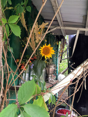 yellow flowers in a garden