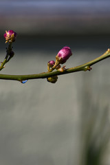 Lemon blossom on a branch with water drops