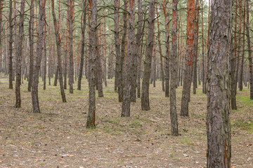 Fototapeta premium The empty forest. outdoor recreation