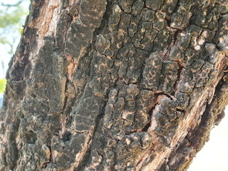Black fungus sticks on the large bark that is grown in the garden. Fungal diseases in trees, if not treated and left for a long time may cause the tree to become ill - not to grow and may die.
